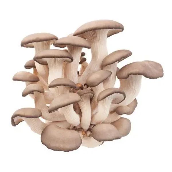 Edible Mushroom Cultivation Has The Most Development Prospects