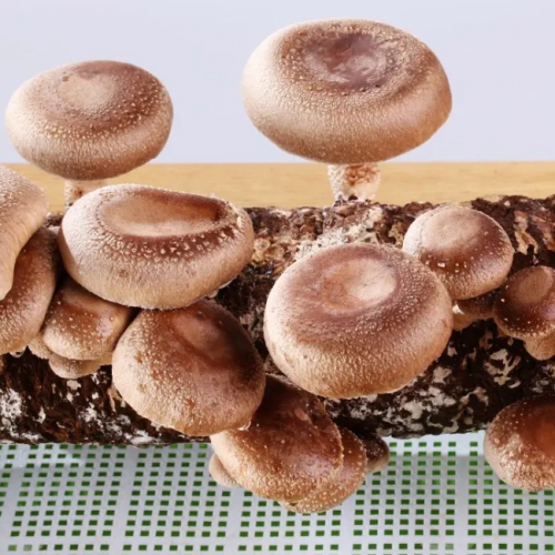 How To Grow Your Own Shiitake Mushrooms On Logs