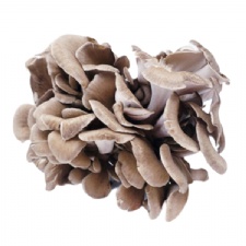 Best Fresh Maitake