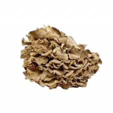 Dried Maitake