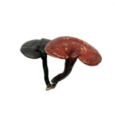 Dried Reishi