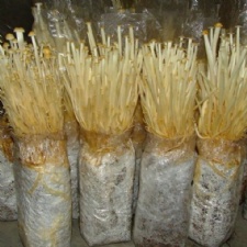 Easy grow enoki mushroom log