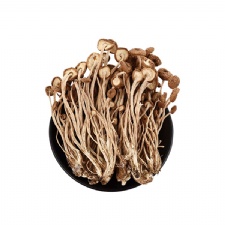 High Quality Dried Tea Tree Mushroom