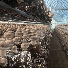 High yield organic shiitake log