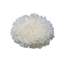 Organic Fresh Tremella