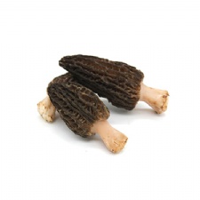 Top Grade Fresh Morel