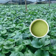 Wasabi Japonica Leaf Powder